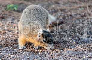 Eastern Fox squirrel Sciurus niger r