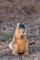 Eastern Fox squirrel Sciurus niger r