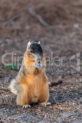Eastern Fox squirrel Sciurus niger r