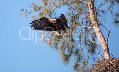 Flying Adult bald eagle Haliaeetus leucocephalus