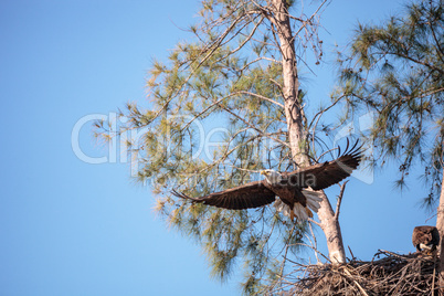 Flying Adult bald eagle Haliaeetus leucocephalus