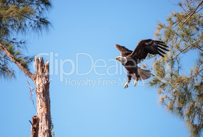 Flying Adult bald eagle Haliaeetus leucocephalus