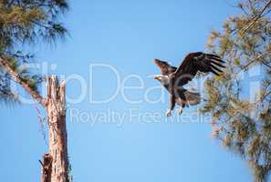 Flying Adult bald eagle Haliaeetus leucocephalus