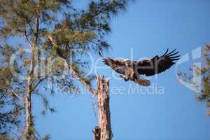 Flying Adult bald eagle Haliaeetus leucocephalus