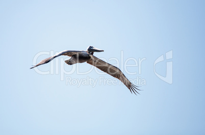 Brown pelican Pelecanus occidentalis flies