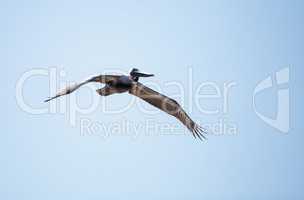 Brown pelican Pelecanus occidentalis flies