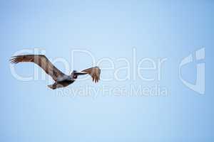 Brown pelican Pelecanus occidentalis flies