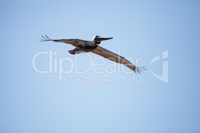 Brown pelican Pelecanus occidentalis flies