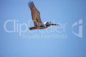 Brown pelican Pelecanus occidentalis flies