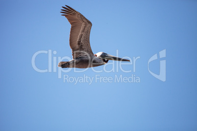 Brown pelican Pelecanus occidentalis flies