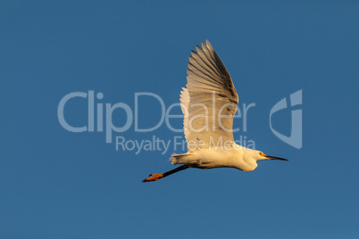 White Snowy Egret Egretta thula in flight