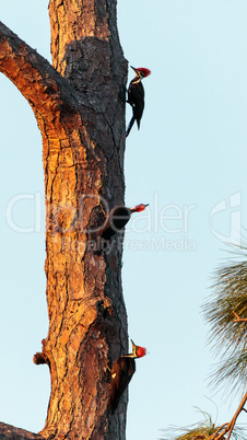 Three juvenile pileated woodpecker birds Dryocopus pileatus