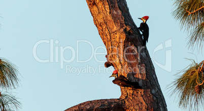 Three juvenile pileated woodpecker birds Dryocopus pileatus