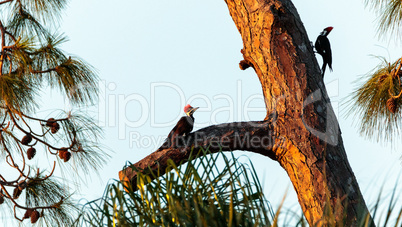 Three juvenile pileated woodpecker birds Dryocopus pileatus