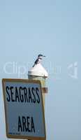 Belted kingfisher bird Megaceryle alcyon perches on a sign
