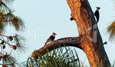 Three juvenile pileated woodpecker birds Dryocopus pileatus