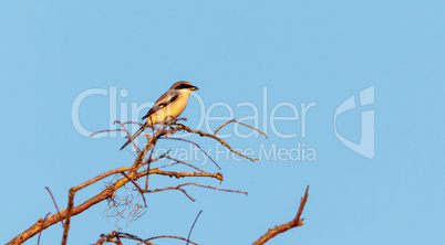 Loggerhead shrike bird Lanius ludovicianus