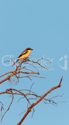 Loggerhead shrike bird Lanius ludovicianus