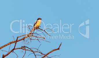 Lesser Yellowlegs shorebird Tringa flavipes