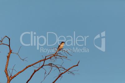 Loggerhead shrike bird Lanius ludovicianus