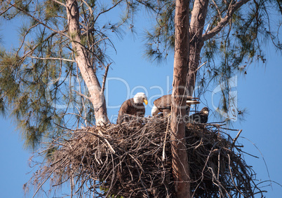 Family of two bald eagle Haliaeetus leucocephalus parents with t