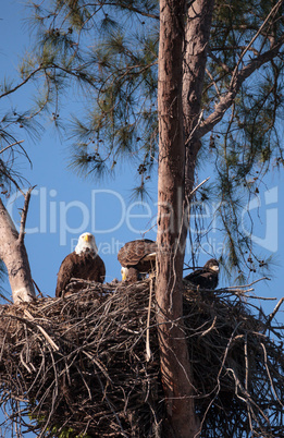 Family of two bald eagle Haliaeetus leucocephalus parents with t