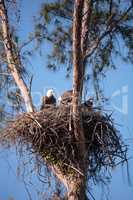 Family of two bald eagle Haliaeetus leucocephalus parents with t