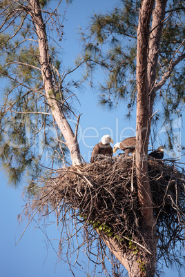 Family of two bald eagle Haliaeetus leucocephalus parents with t