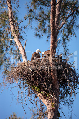 Family of two bald eagle Haliaeetus leucocephalus parents with t