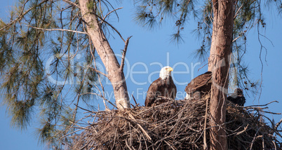 Family of two bald eagle Haliaeetus leucocephalus parents with t