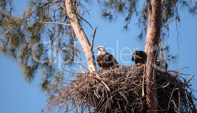 Family of two bald eagle Haliaeetus leucocephalus parents with t