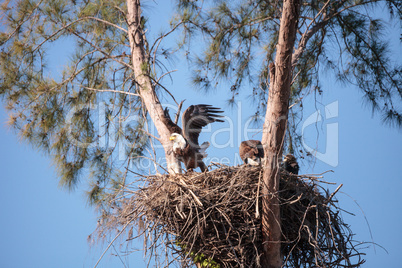 Family of two bald eagle Haliaeetus leucocephalus parents with t