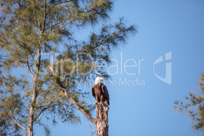 Adult bald eagle Haliaeetus leucocephalus stands guard