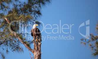 Adult bald eagle Haliaeetus leucocephalus stands guard
