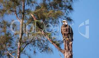 Adult bald eagle Haliaeetus leucocephalus stands guard