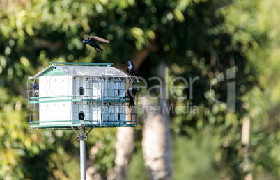 Purple martin birds Progne subis fly and perch around a birdhous