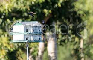 Purple martin birds Progne subis fly and perch around a birdhous