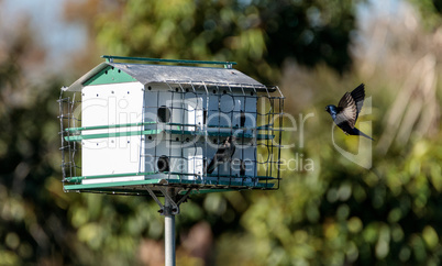 Purple martin birds Progne subis fly and perch around a birdhous