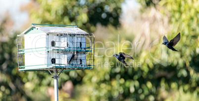 Purple martin birds Progne subis fly and perch around a birdhous