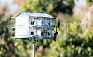 Purple martin birds Progne subis fly and perch around a birdhous