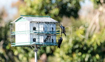 Purple martin birds Progne subis fly and perch around a birdhous