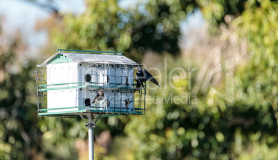 Purple martin birds Progne subis fly and perch around a birdhous