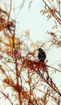 Red winged blackbird Agelaius phoeniceus