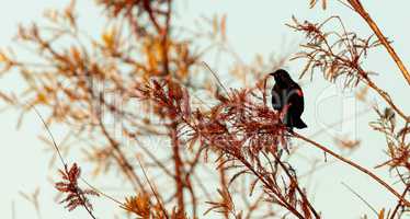 Red winged blackbird Agelaius phoeniceus
