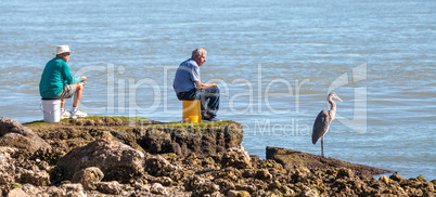 Three fishing, two men and a great blue heron Ardea herodias per