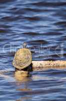 Florida red bellied turtle Pseudemys nelsoni with algae on its s