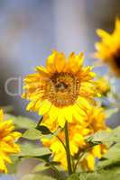 Bright yellow Vincent fresh sunflower Helianthus annuus