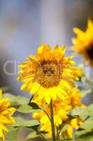 Bright yellow Vincent fresh sunflower Helianthus annuus