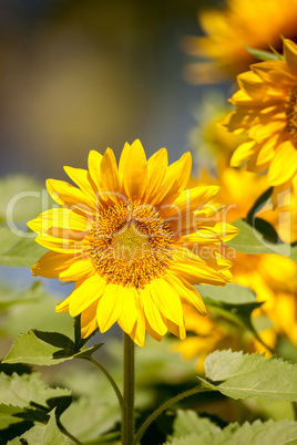 Bright yellow Vincent fresh sunflower Helianthus annuus