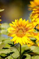 Bright yellow Vincent fresh sunflower Helianthus annuus